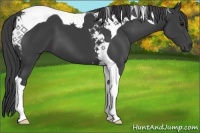 Horse Color:Smoky Black Sabino Tobiano