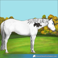 Horse Color:Gray Brown Splash Tobiano 