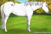 Horse Color:Buckskin Splash Tobiano Blanket