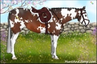 Horse Color:White Spotted Bay Splash