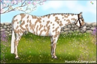 Horse Color:Palomino Appaloosa