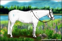 Horse Color:Chocolate Palomino Near Fewspot 