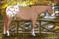 Horse Color:Red Roan Splash Appaloosa 
