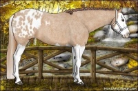 Horse Color:Red Roan Splash Appaloosa 
