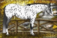 Horse Color:Blue Roan Splash Near Leopard 