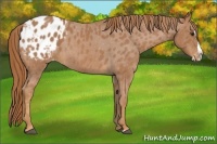 Horse Color:Red Roan Splash Appaloosa 