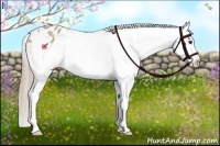 Horse Color:Palomino Appaloosa