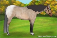 Horse Color:Bay Roan Dun Rabicano 