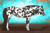 Horse Color:Liver Chestnut Appaloosa 