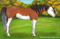 Horse Color:Bay Splash 