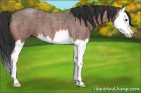 Horse Color:Bay Roan Splash 