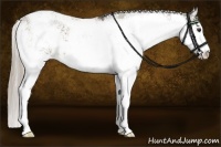 Horse Color:Chocolate Palomino Sabino 