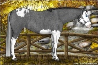 Horse Color:Blue Roan Splash Varnish 