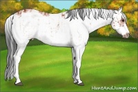Horse Color:Bay Sabino Rabicano  and Bay Sabino Frame Rabicano 