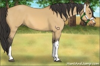 Horse Color:Buckskin Dun 