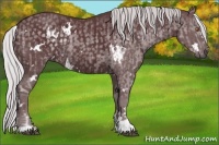 Horse Color:White Spotted Chocolate Silver Black Chinchilla Rabicano  and White Spotted Chocolate Silver Black Chinchilla Rabicano 