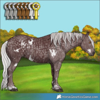 Horse Color:White Spotted Chocolate Silver Black Chinchilla Rabicano  and White Spotted Chocolate Silver Black Chinchilla Rabicano 