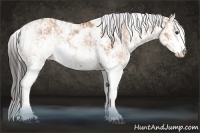 Horse Color:Bay Dun Sabino Rabicano  and Bay Dun Sabino Rabicano 