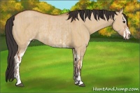 Horse Color:Bay Dun Sabino Rabicano  and Bay Dun Sabino Rabicano 