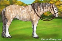 Horse Color:Bay Sabino Rabicano  and Amber Champagne Sabino Rabicano 