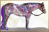Horse Color:Painted Bay Sabino Rabicano and Painted White Spotted Liver Red Dun Sabino Rabicano