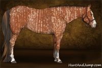 Horse Color:Bay Pearl Sabino Rabicano and Bay Sabino Rabicano