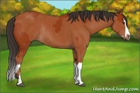 Horse Color:Bay Sabino Rabicano  and Bay Sabino Splash Rabicano 