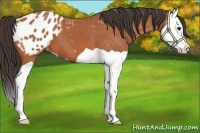 Horse Color:Bay Splash Appaloosa 