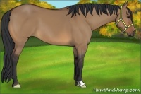 Horse Color:Bay Dun