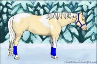 Horse Color:Gold Cream Champagne Tobiano 