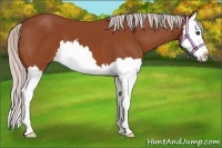 Horse Color:Silver Bay Splash 
