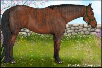 Horse Color:Bay Sabino Rabicano and Liver Chestnut Sabino Rabicano