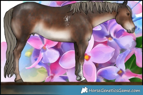 Horse Color:Liver Chestnut Mushroom Sabino Rabicano and Liver Chestnut Mushroom Sabino Rabicano