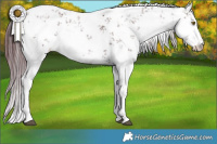 Horse Color:White Spotted Chocolate Brown Sabino Rabicano  and White Spotted Chocolate Brown Sabino Splash Rabicano 