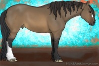 Horse Color:Brown Dun 