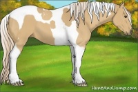 Horse Color:Palomino Tobiano 