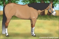 Horse Color:Bay Dun Sabino Splash Rabicano 