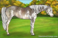 Horse Color:White Spotted Chestnut Sabino Rabicano  and White Spotted Liver Chestnut Sabino Splash Rabicano 