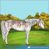 Horse Color:White Spotted Chestnut Mushroom Sabino Rabicano  and White Spotted Liver Chestnut Mushroom Sabino Splash Rabicano 