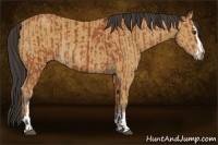 Horse Color:Bay Sabino Rabicano and Buckskin Sabino Rabicano