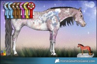 Horse Color:White Spotted Brown Ice Sabino Appaloosa  and White Spotted Brown Ice Sabino 