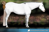 Horse Color:White Spotted Red Dun Appaloosa Rabicano Brindle and White Spotted Red Dun Appaloosa Brindle