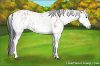 Horse Color:Bay Sabino Rabicano  and Gray Bay Sabino Rabicano 