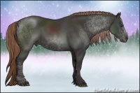 Horse Color:Liver Chestnut Rabicano 