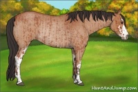 Horse Color:Bay Roan Sabino Rabicano and Bay Roan Sabino Rabicano