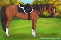 Horse Color:Bay Sabino Rabicano and Bay Sabino Rabicano