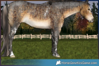 Horse Color:White Spotted Liver Chestnut Sabino Rabicano  and Buckskin Roan Sabino Rabicano 