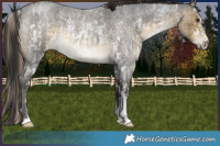 Horse Color:White Spotted Liver Chestnut Sabino Rabicano  and Buckskin Roan Sabino Rabicano 