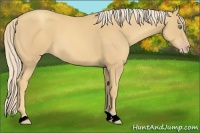 Horse Color:Gold Cream Champagne 