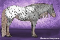 Horse Color:Liver Chestnut Sabino Appaloosa Rabicano  and Liver Chestnut Sabino Appaloosa Rabicano 